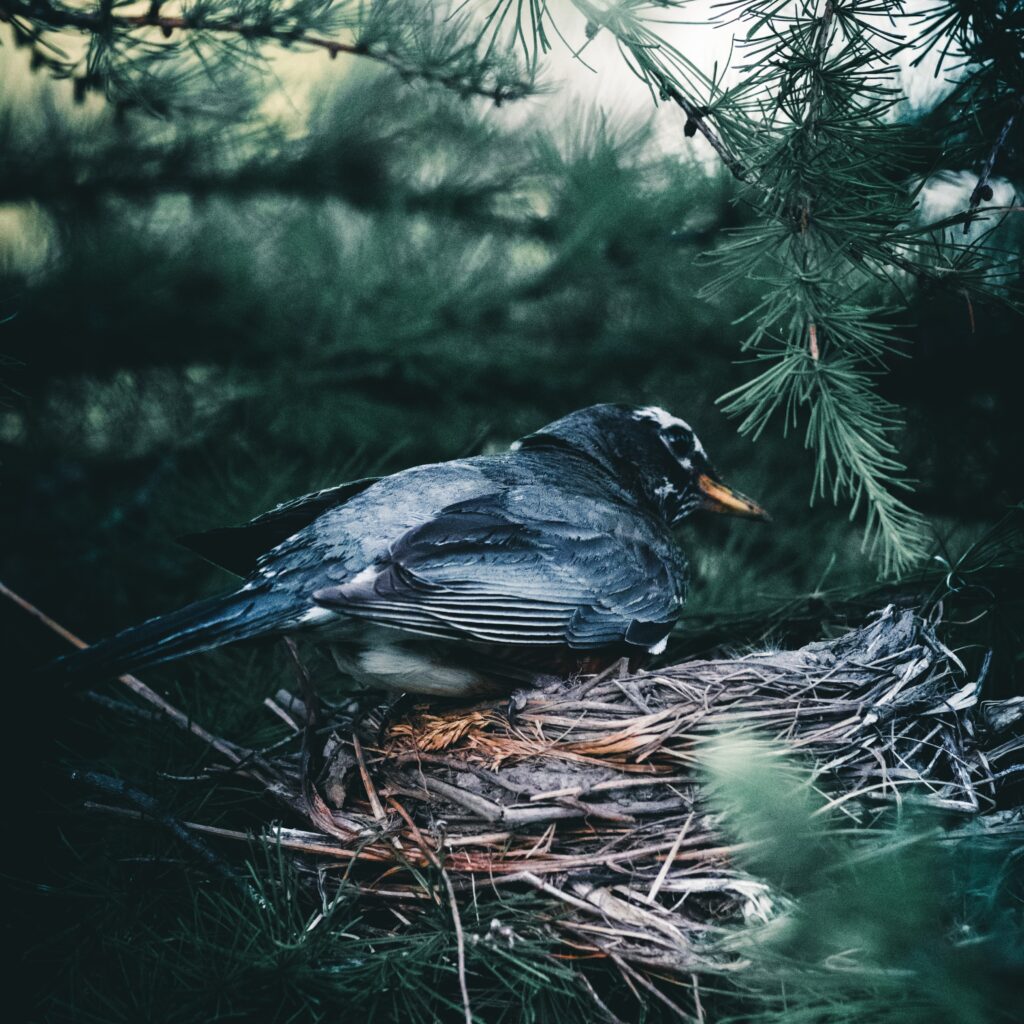 Birds Nest