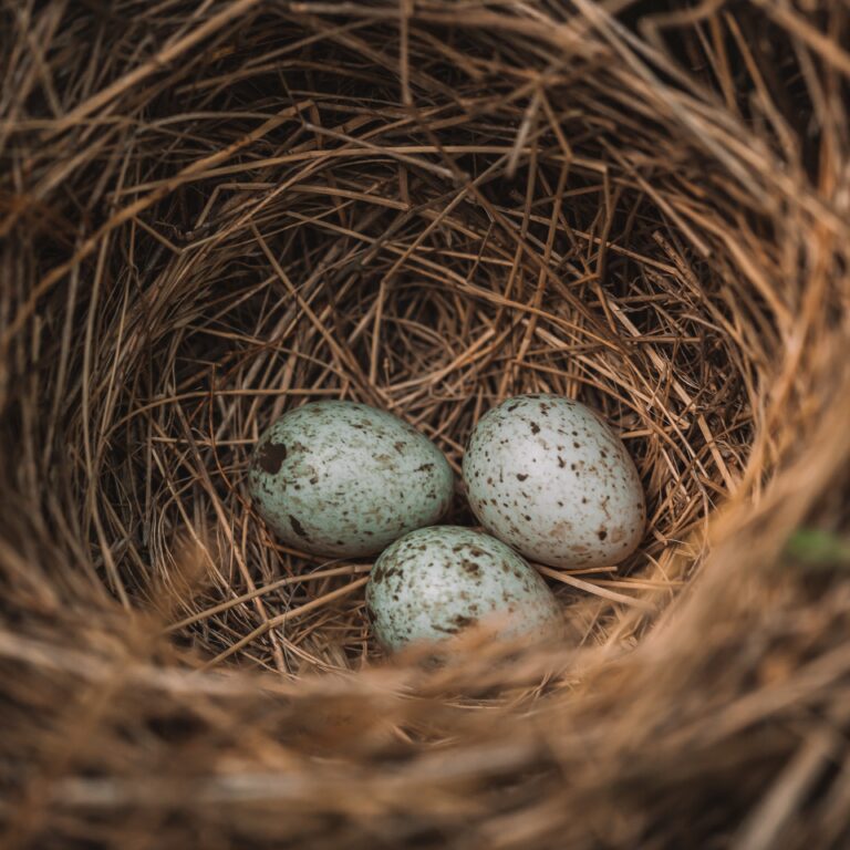 When Do Birds Lay Their Eggs?