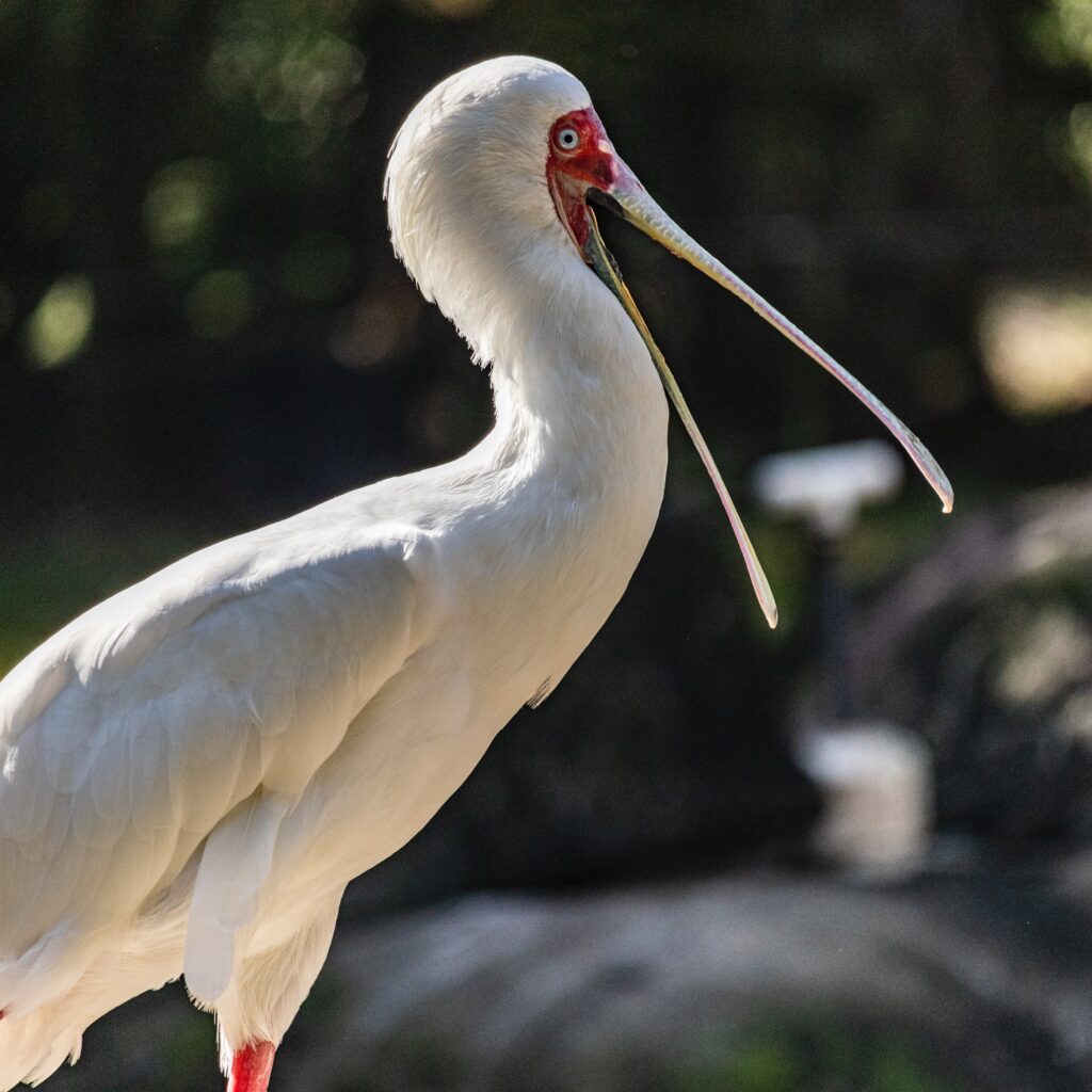 Florida Water Birds