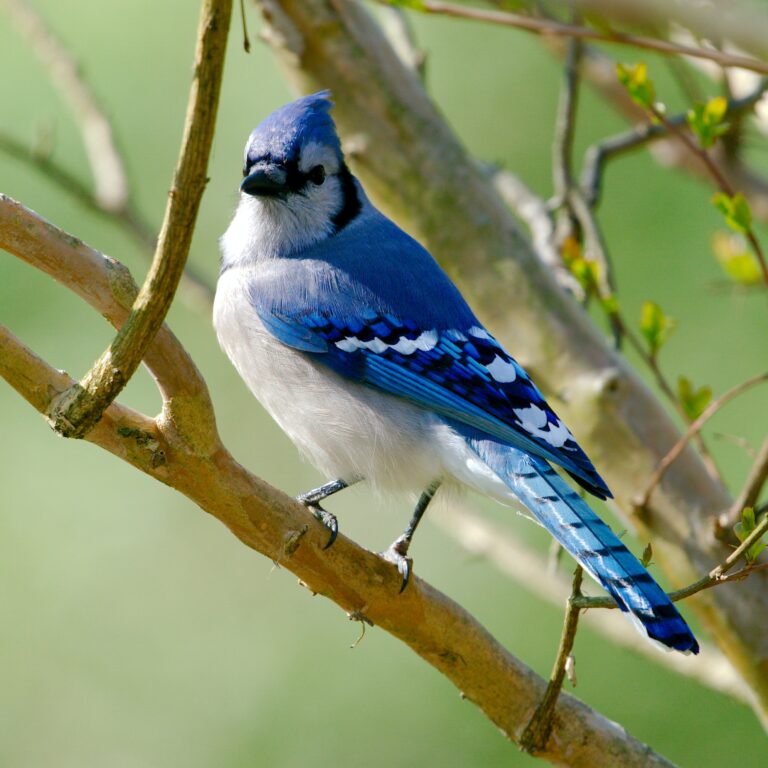 blue jay sign from heaven