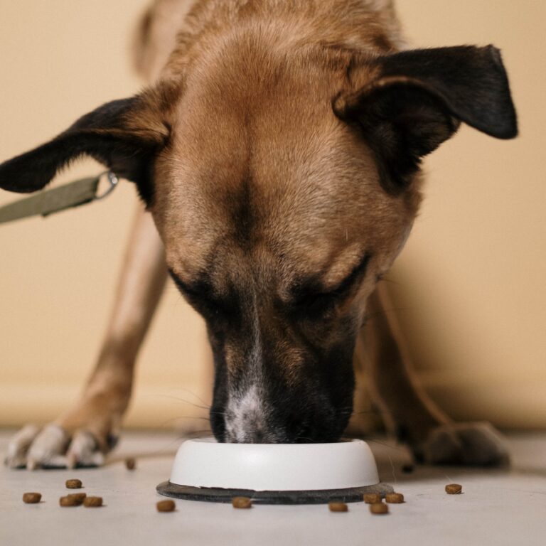 How to Stop Food Aggression Towards other Dogs
