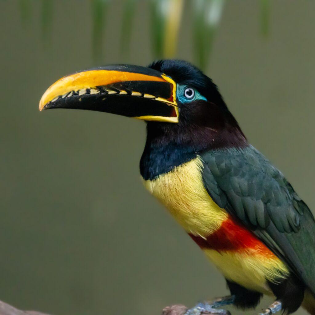 Small Birds With Long Beaks