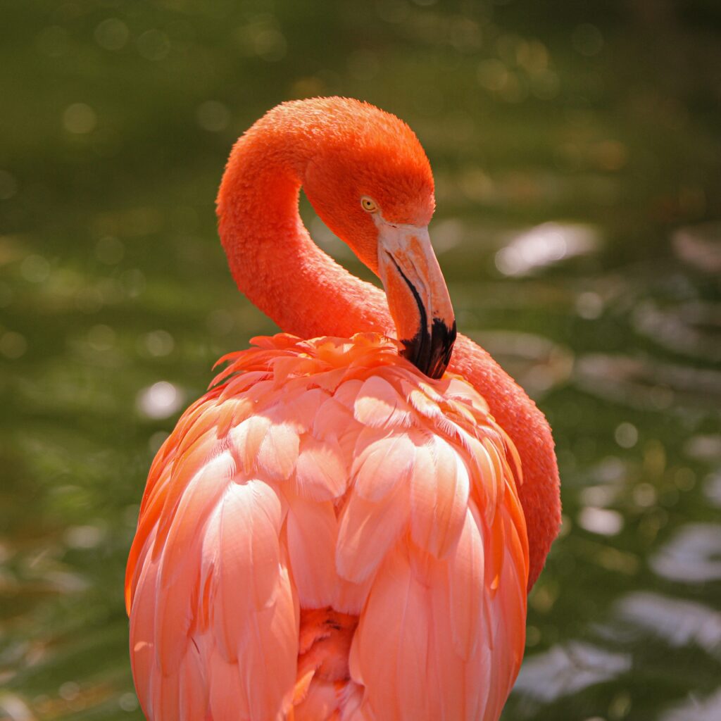The American Flamingo 