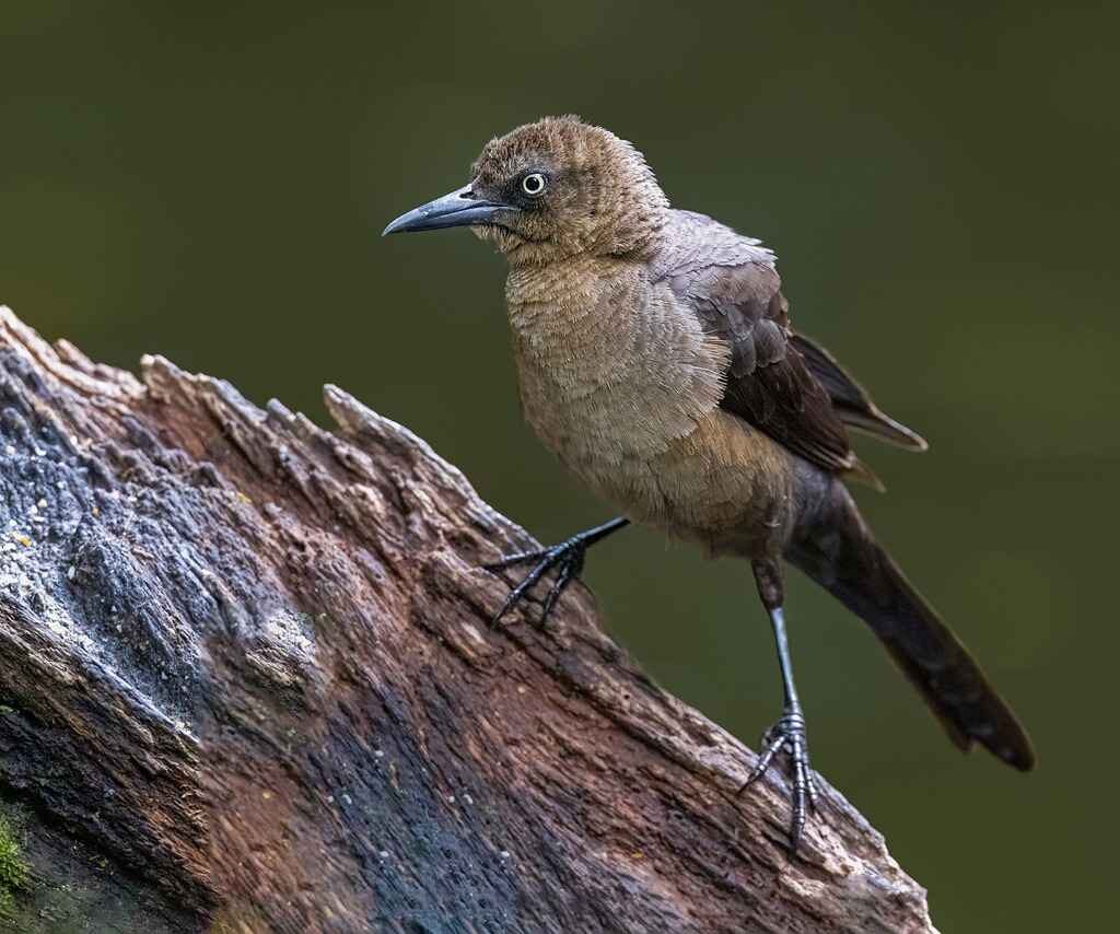 small bird with long beak