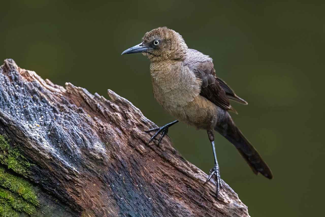 small bird with long beak