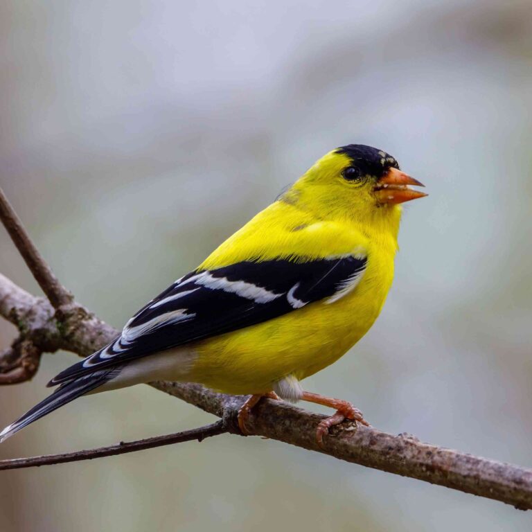 Beautiful small yellow birds