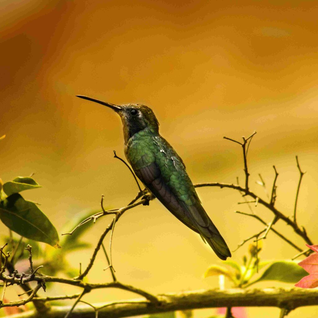  Sword-billed Hummingbird