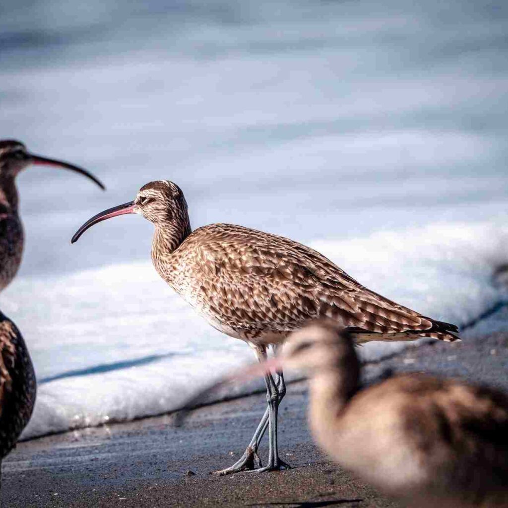 The Whimbrel