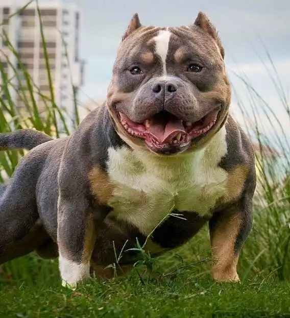 Micro exotic american store bully