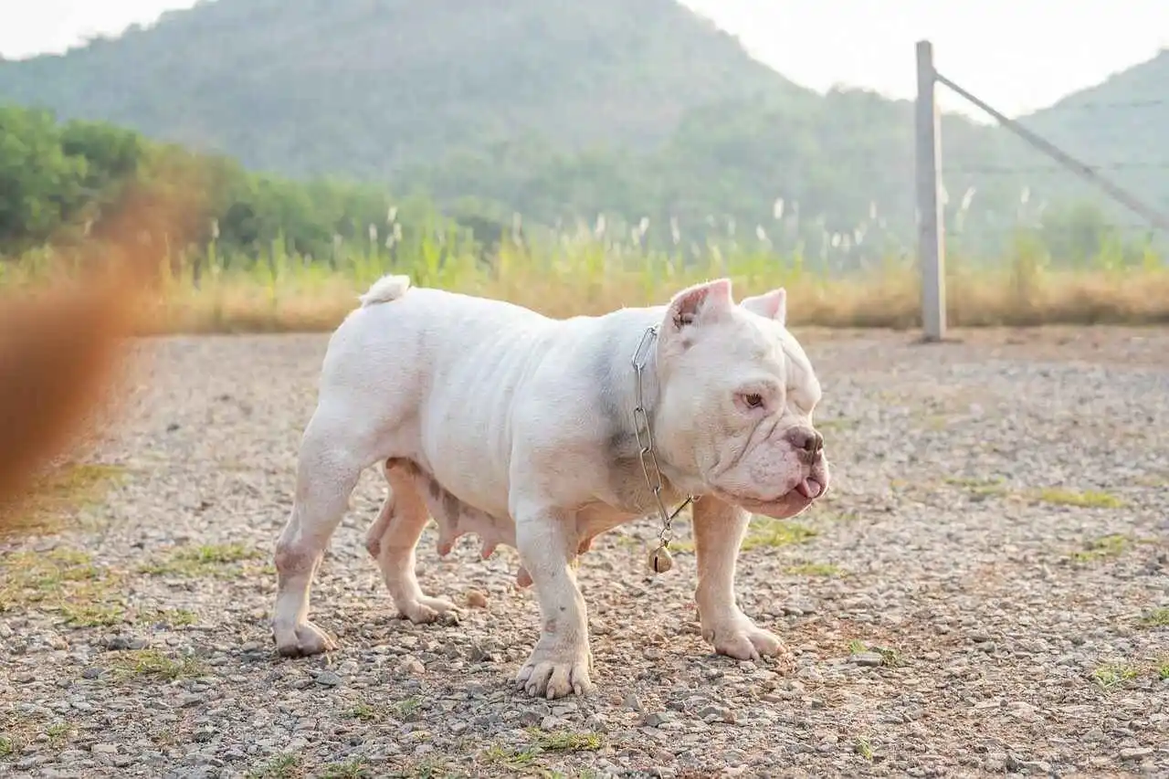 The Micro Bully: Is It the Smallest Luxury Bully Breed For You