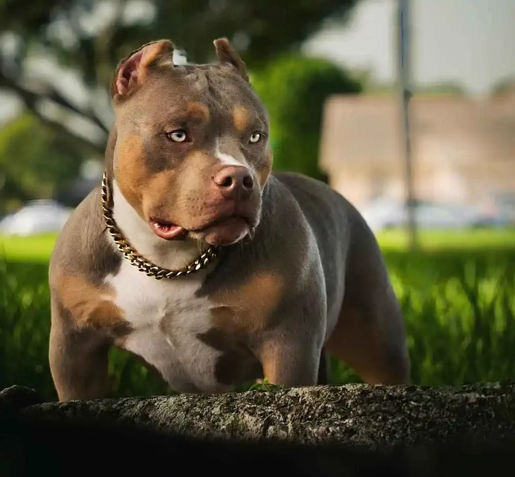 American micro hot sale bully