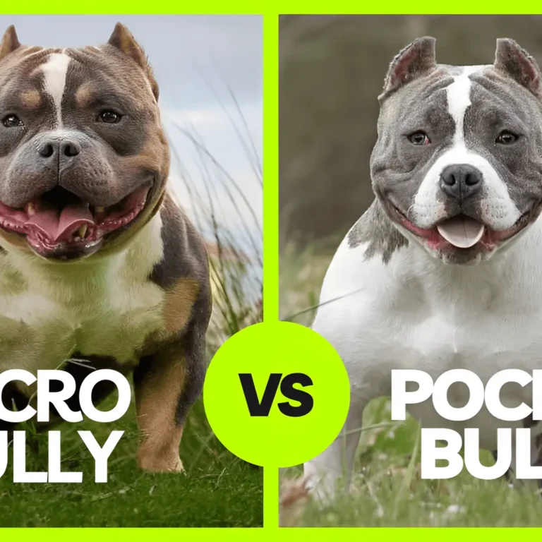 Micro Bully vs Pocket Bully