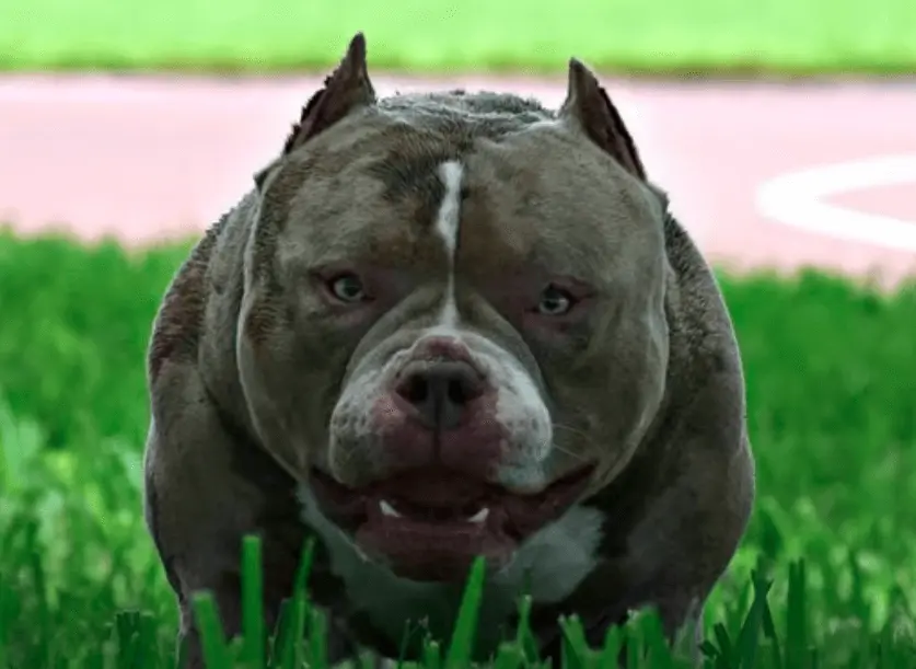 Exotic bully