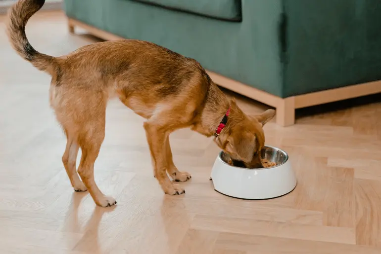 Right Diet for Dogs with Allergies