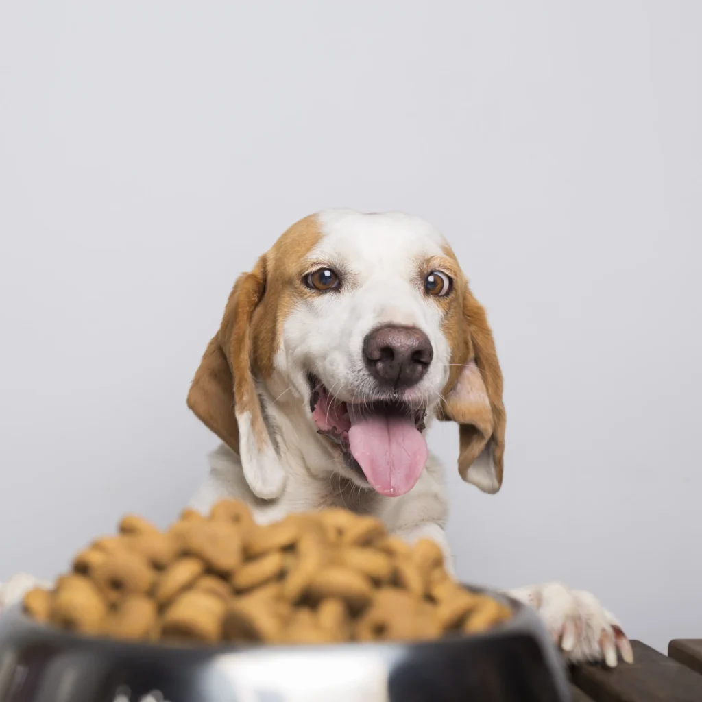 Best Superfoods for dog