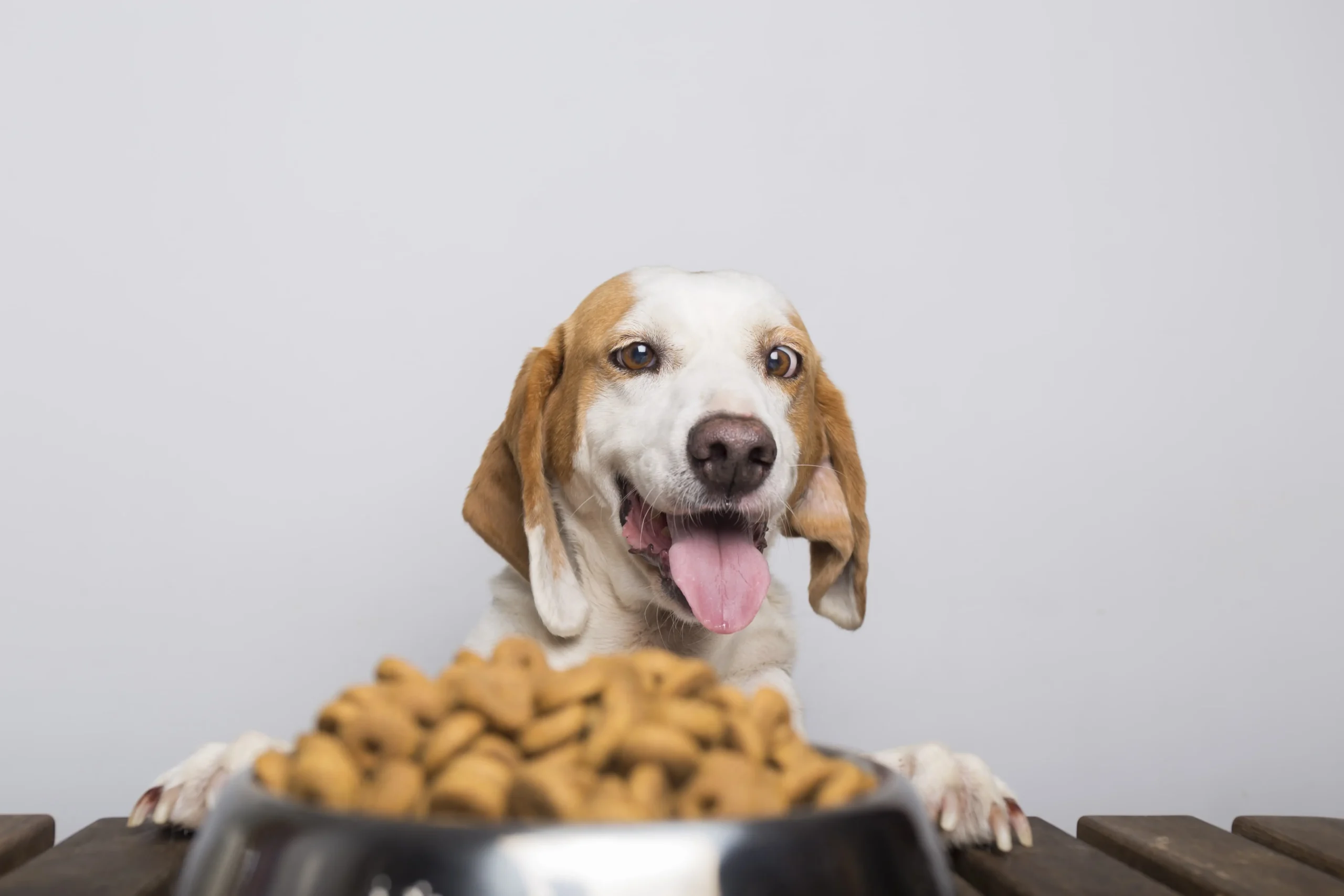 Best Superfoods for dog